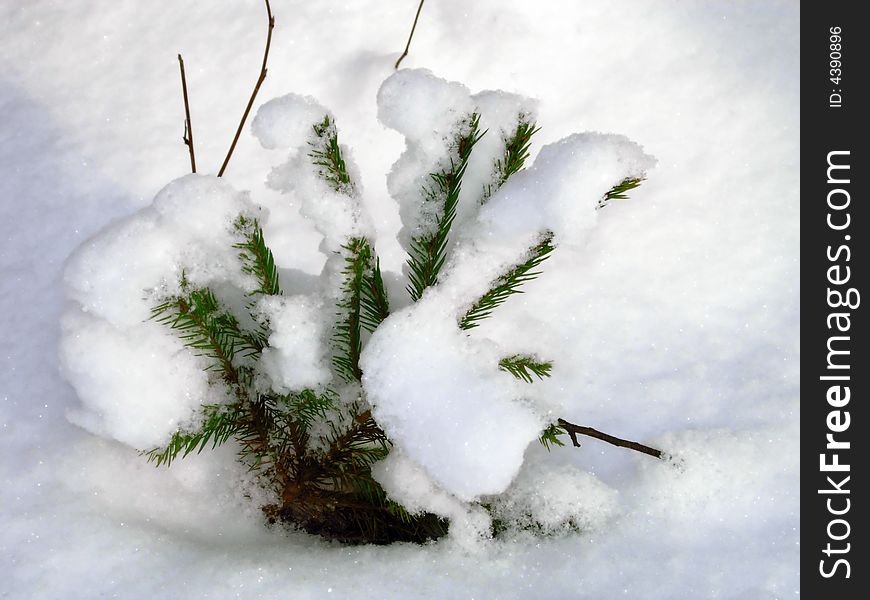 Little spruce, covered by snow