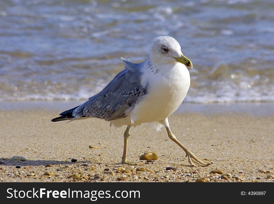 Seagull At The Beach In Portugal