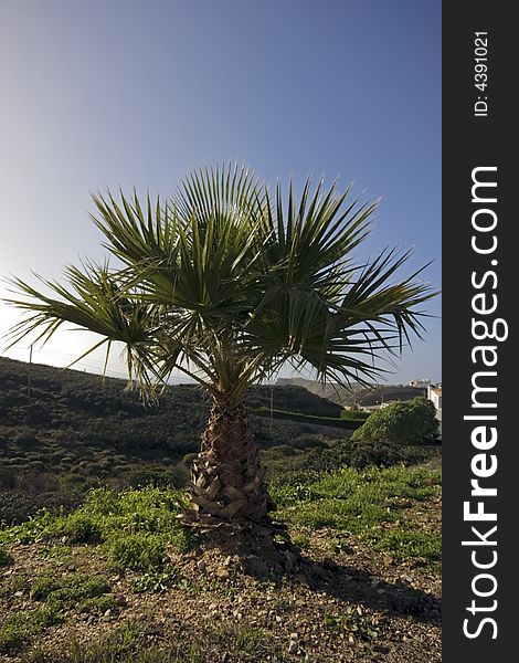Palmtree in the countryside from Portugal. Palmtree in the countryside from Portugal