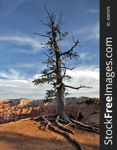 Tree at edge of cliff in Bryce Canyon