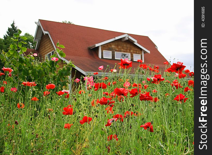 Red flowers/red farm house. Red flowers/red farm house