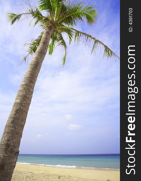 View of nice tropical empty sandy beach with some palm. View of nice tropical empty sandy beach with some palm