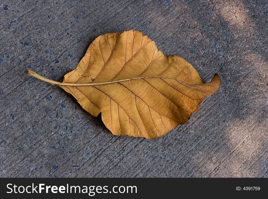 Big yellow leaf that has fallen to ground. Big yellow leaf that has fallen to ground