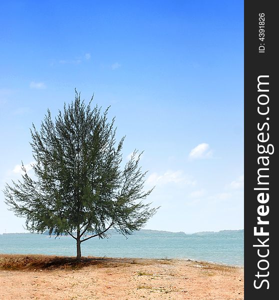 Single Tree on a Barren land facing the sea