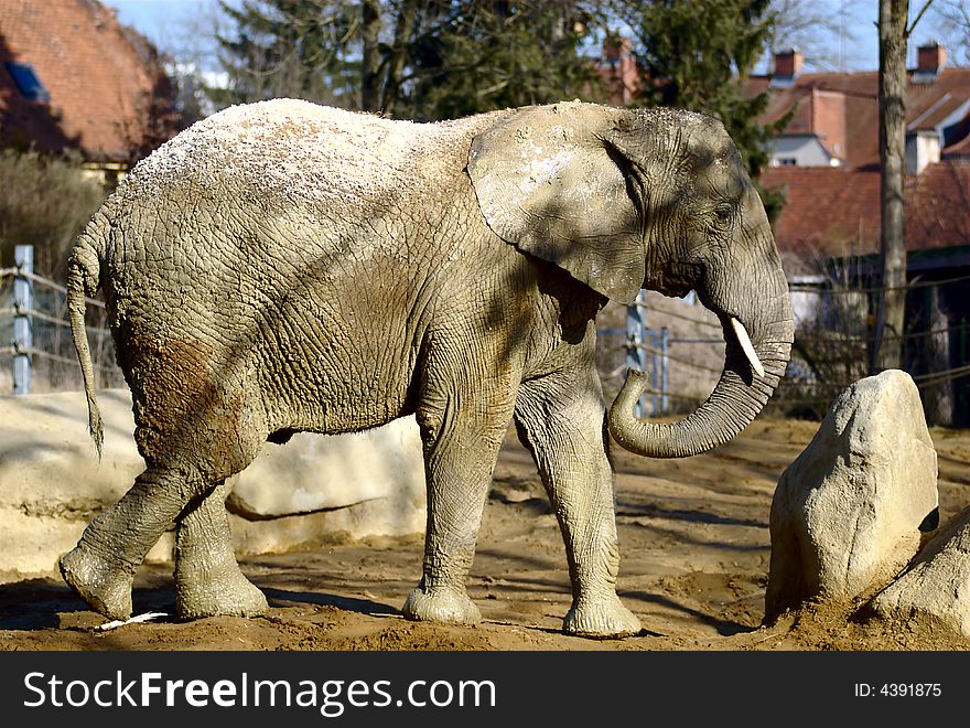 An elephant in a zoo.