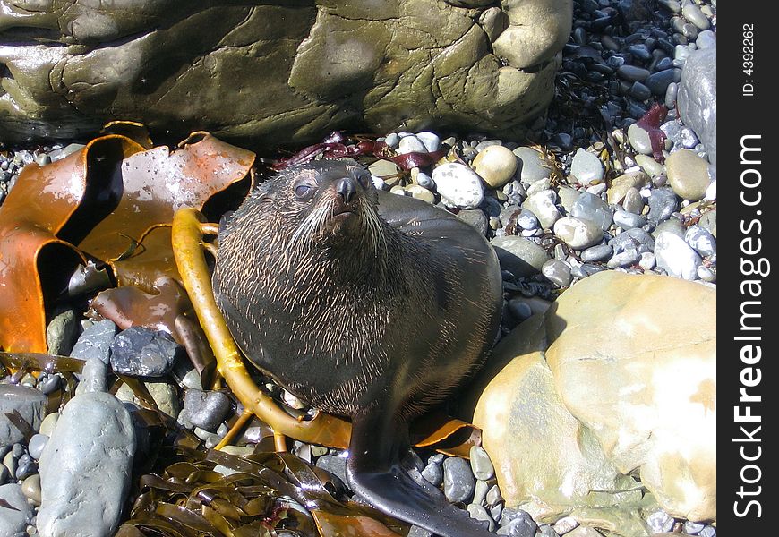 Fur Seal on the coast near Kaikourra in New Zealand.