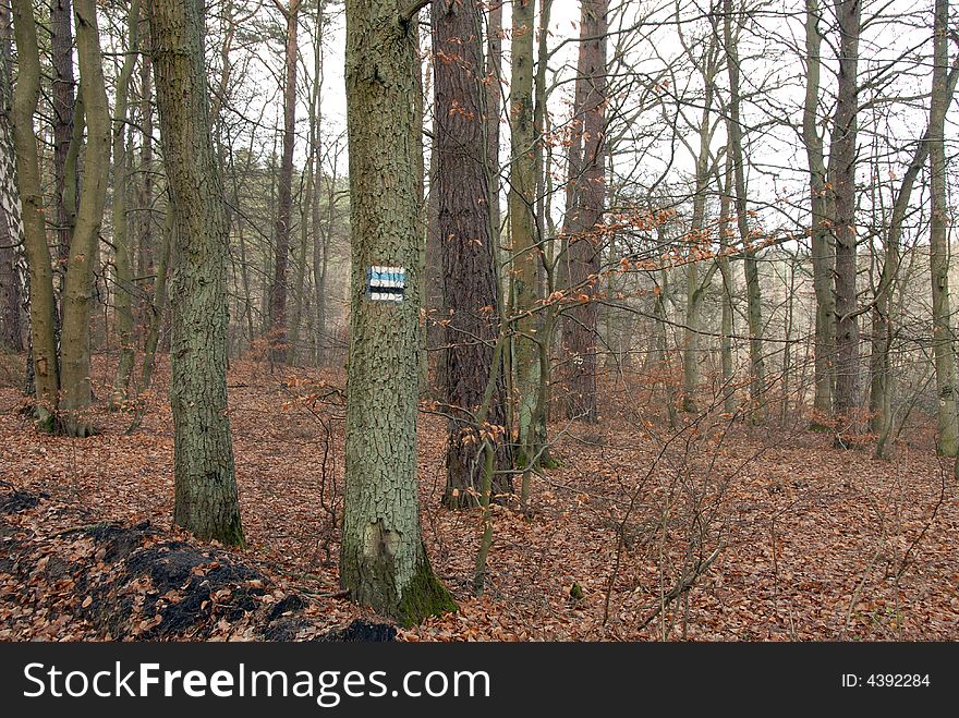 Touristic path-mark in the forest, europe, Poland