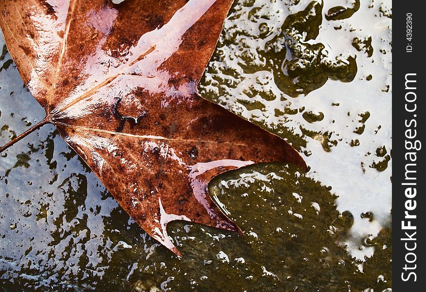 A close-up photo of an isolated  wet maple leaf