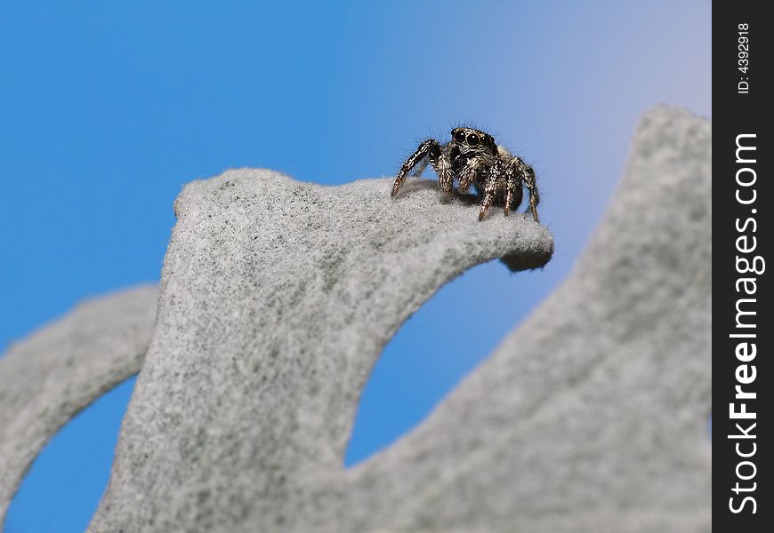 Spider On Mount Everest