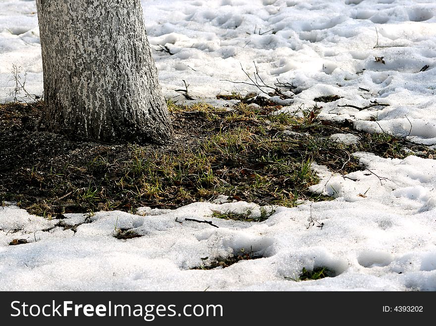 Growing grass and thawing snow in the spring at a tree