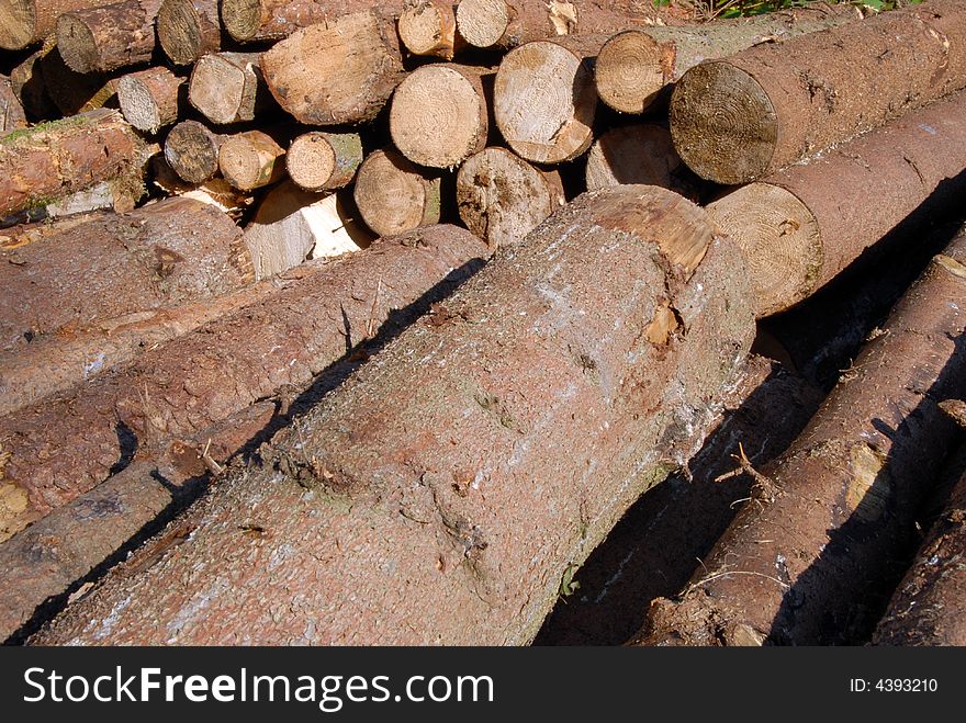 Wood Piles