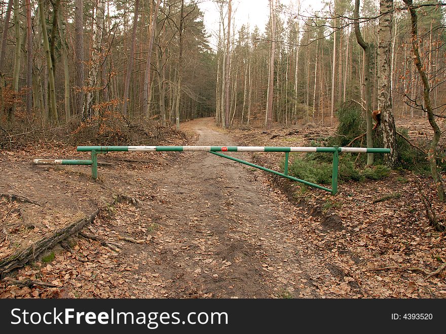 Road In Forest