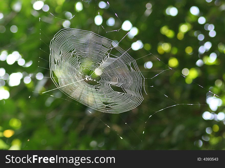 Spiderweb in Manuel Antonio National Park, Costa Rica. Spiderweb in Manuel Antonio National Park, Costa Rica