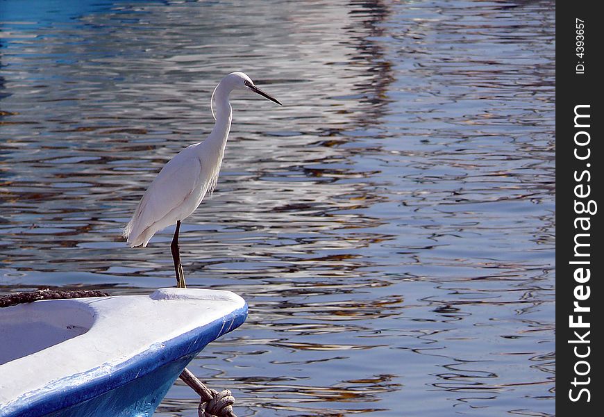 White heron standing on boat on background of water