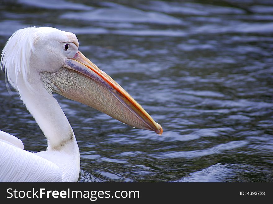 The pelican looking for food