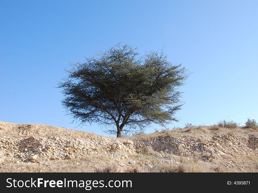 A lonely tree in dry desert