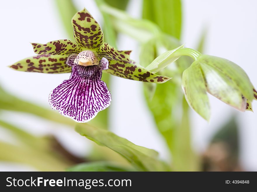 Blooming orchid with cute tiger-striped flowers.