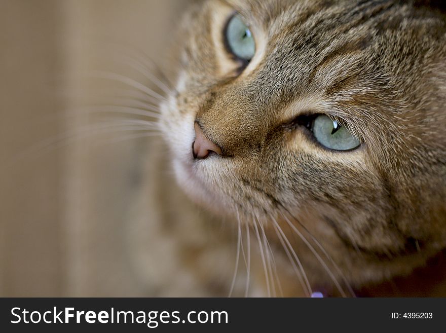 Close up of tabby cat face with attitude.