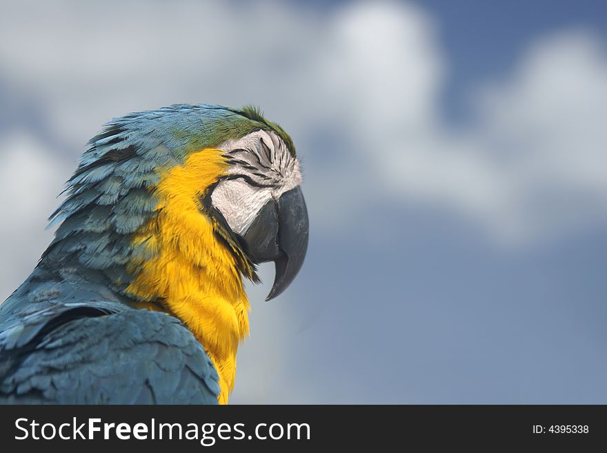 Profile of colourful tropical parrot. Profile of colourful tropical parrot