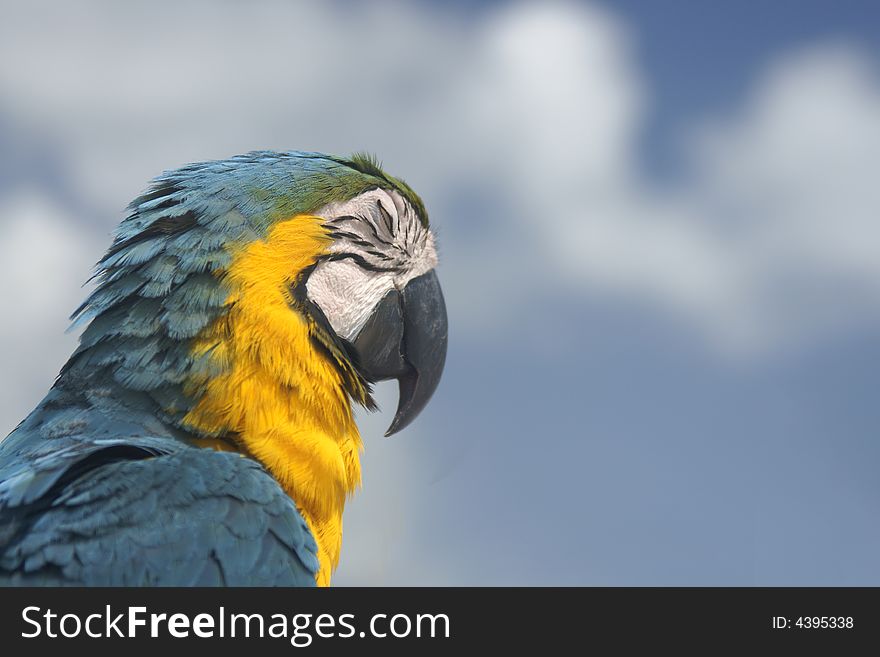 Parrot Profile