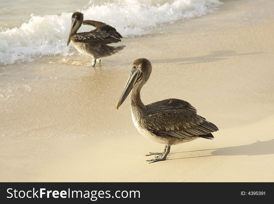 Young pelicans getting their feet wet at the beach. Young pelicans getting their feet wet at the beach