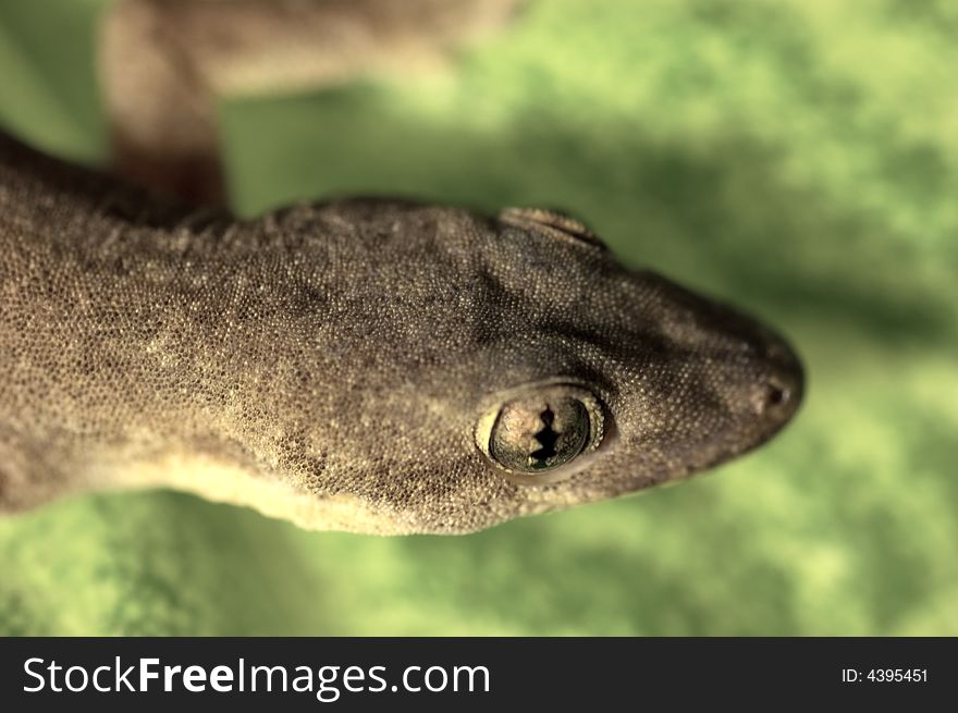 House gecko resting on a leaf