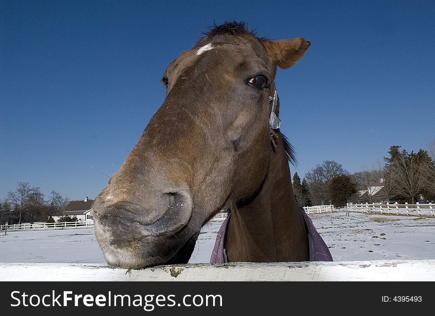 Horse- closest human being friend