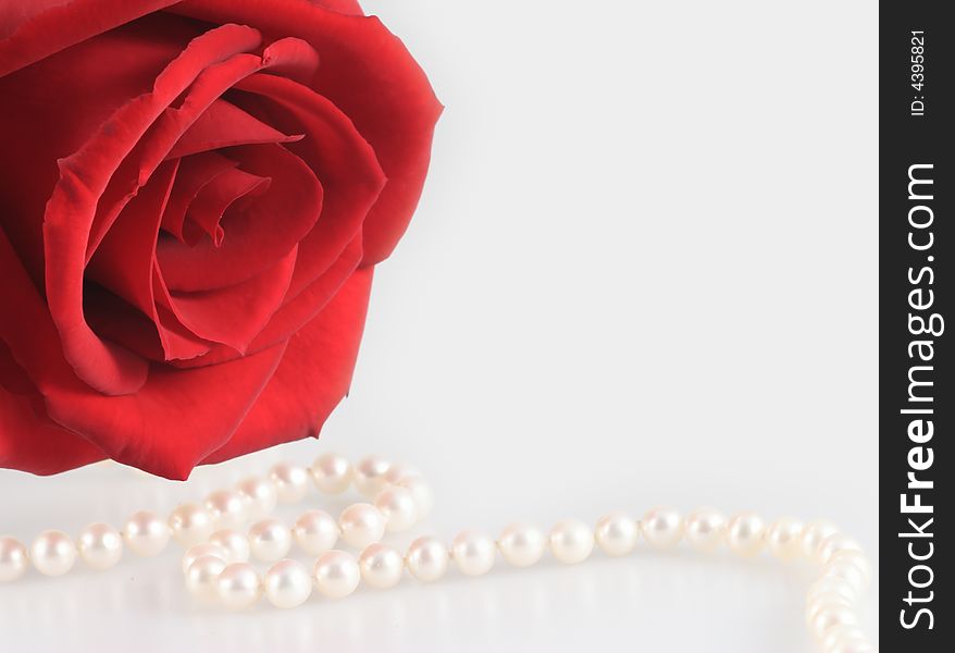 Red rose white pearl necklace love present. Red rose white pearl necklace love present