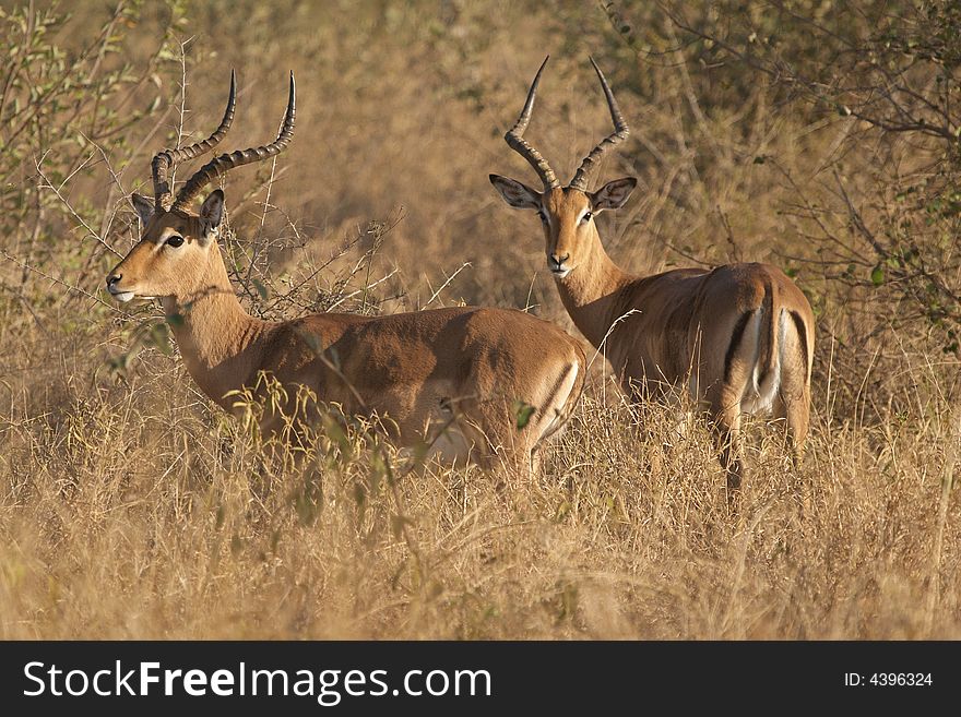 Impala rams, Aepyceros melampus (Rooibok) on alert in typical bushveld. Impala rams, Aepyceros melampus (Rooibok) on alert in typical bushveld.