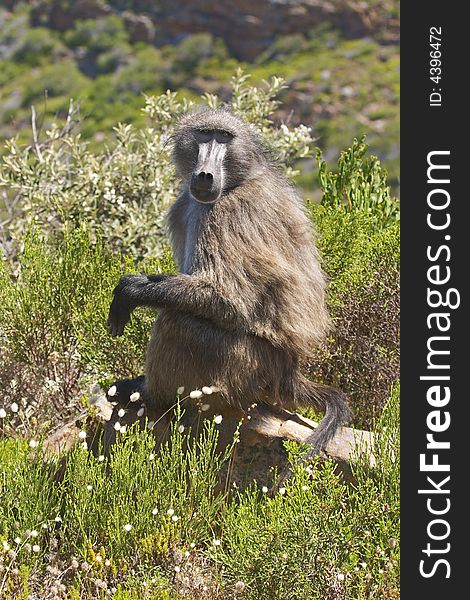 A Chacma baboon (papio ursinius) sitting on a rock surrounded by Cape fynbos. A Chacma baboon (papio ursinius) sitting on a rock surrounded by Cape fynbos