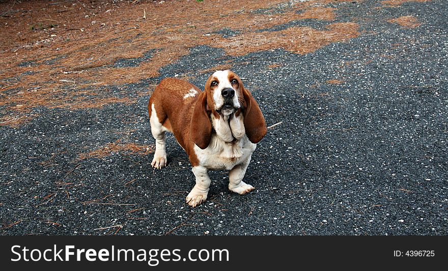Cute big eared basset hound looking up. Cute big eared basset hound looking up.