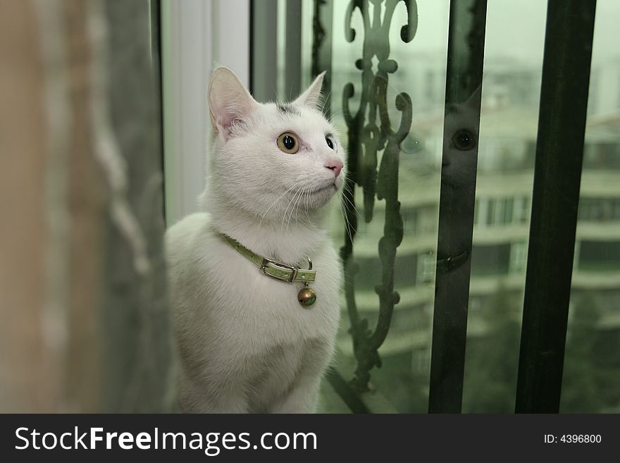 This lovely cat stares at the outside of the window. This lovely cat stares at the outside of the window