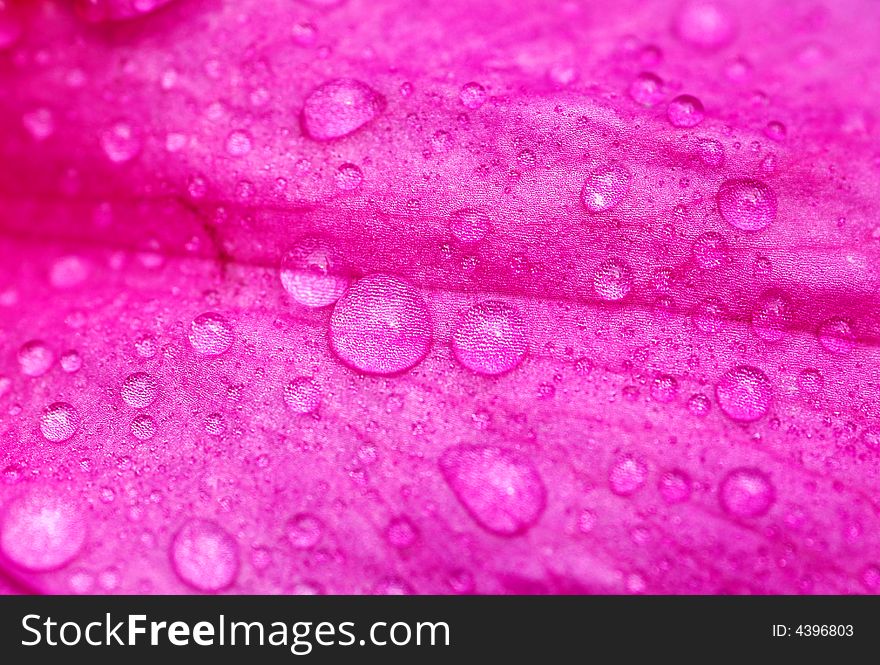 A multitude of dew drops on an azalea flower petal. A multitude of dew drops on an azalea flower petal.