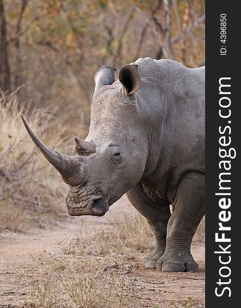 White rhinocerous, Ceratotherium simum in a bushveld setting. The rhino is walking down a road in a reserve. White rhinocerous, Ceratotherium simum in a bushveld setting. The rhino is walking down a road in a reserve.