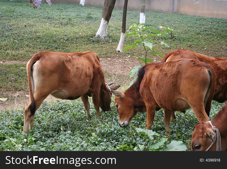 Any of various mammals of the genusBos, including cows, steers, bulls, and oxen, often raised for meat and dairy products. Any of various mammals of the genusBos, including cows, steers, bulls, and oxen, often raised for meat and dairy products.