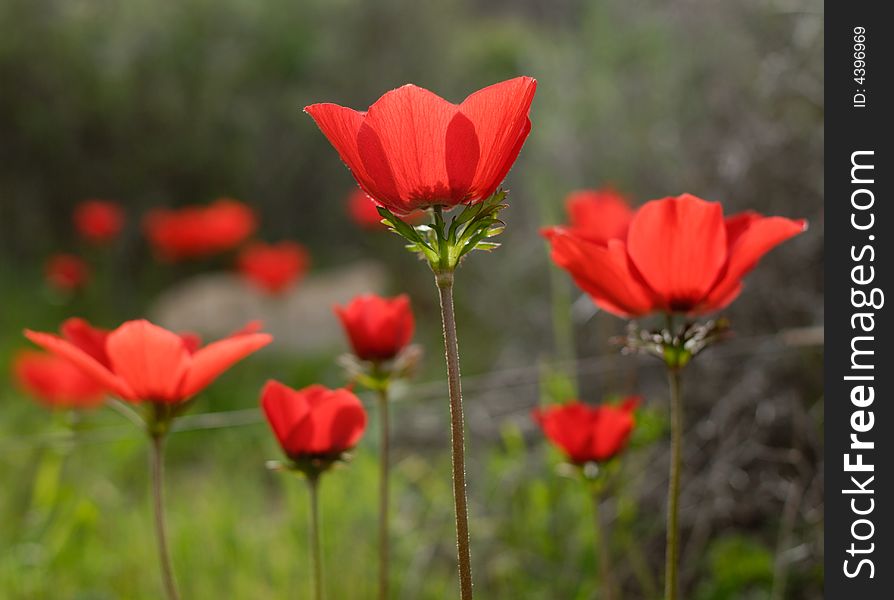 Red poppies