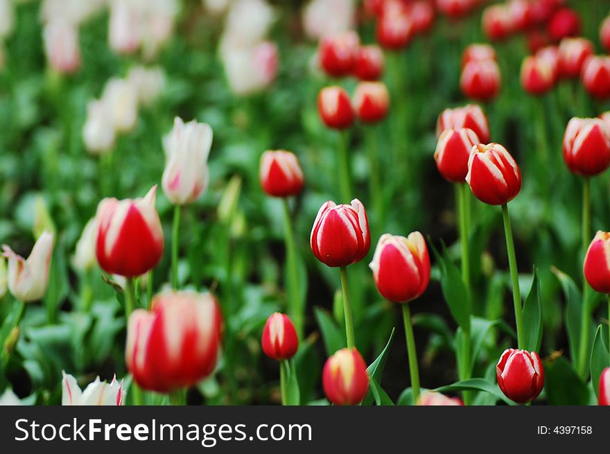 Red&White Tulip