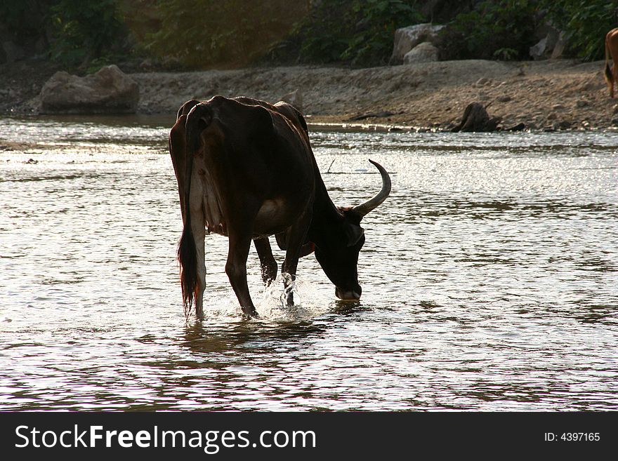 Cow drinking water on a river