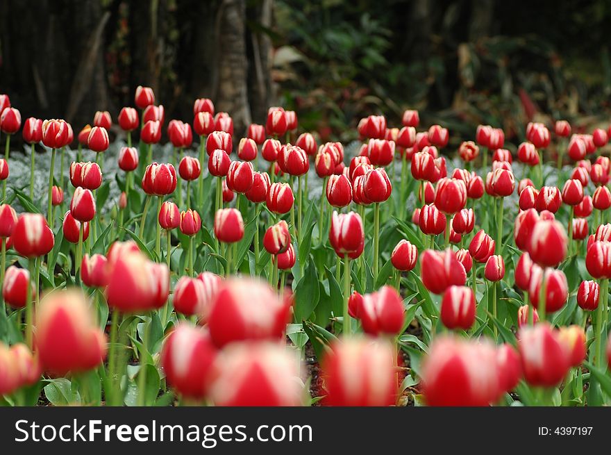 Tulip grows large colorful cup-shaped flower in spring. Tulip grows large colorful cup-shaped flower in spring.