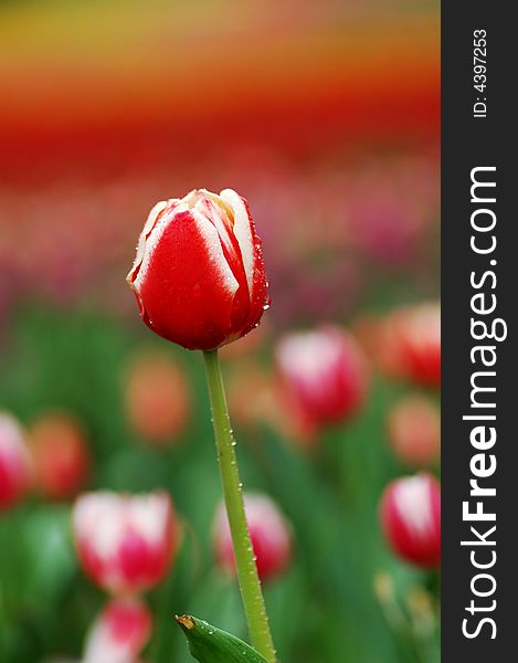 A tulip grows large red&white cup-shaped flower in spring. A tulip grows large red&white cup-shaped flower in spring.