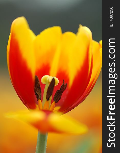 Petal of yellow&red tulip.photo by zhuanghua in Guangzhou,Chinaã€‚close-up photography by Tamron sp 90mm macro lens.