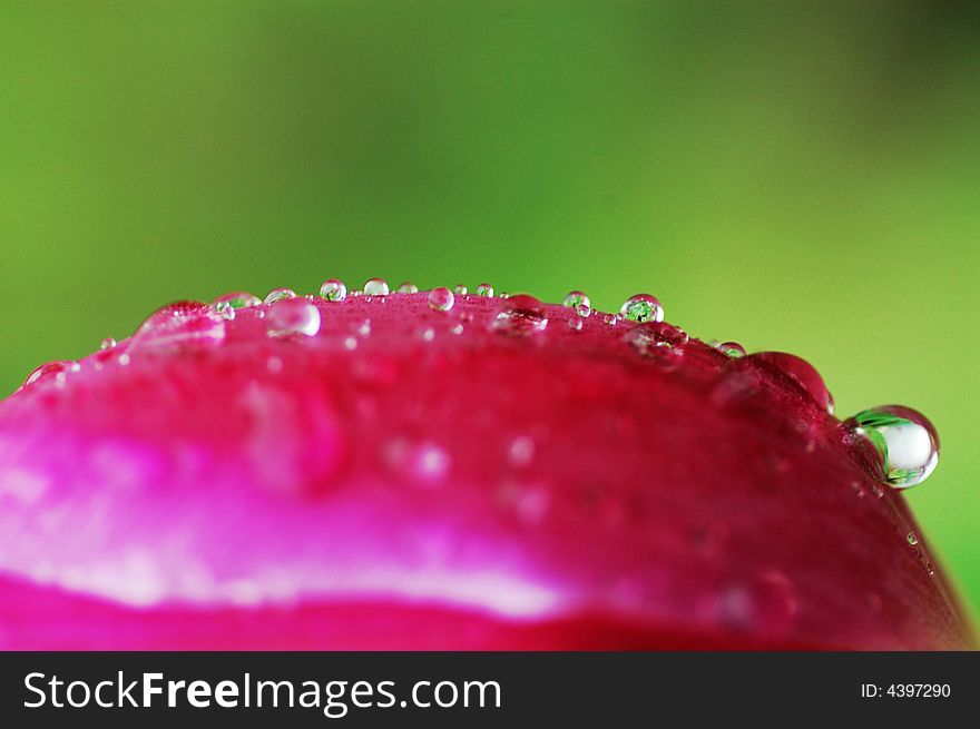 Dew on the petal of a red tulip