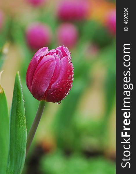 A purple tulip with dew