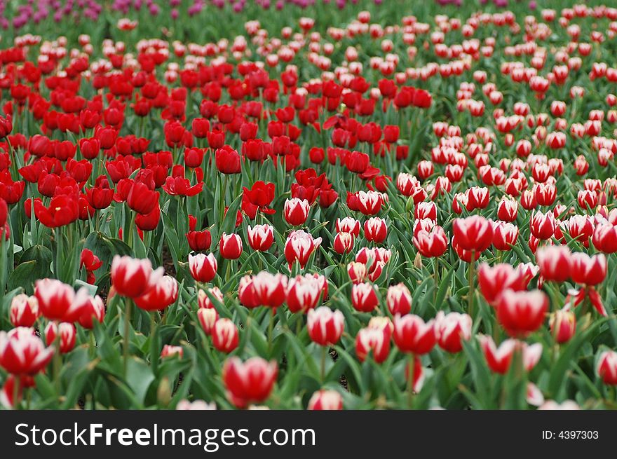 Tulip grows large colorful cup-shaped flower in spring. Tulip grows large colorful cup-shaped flower in spring.