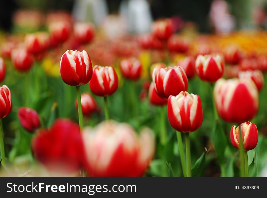 Tulip grows large colorful cup-shaped flower in spring. Tulip grows large colorful cup-shaped flower in spring.