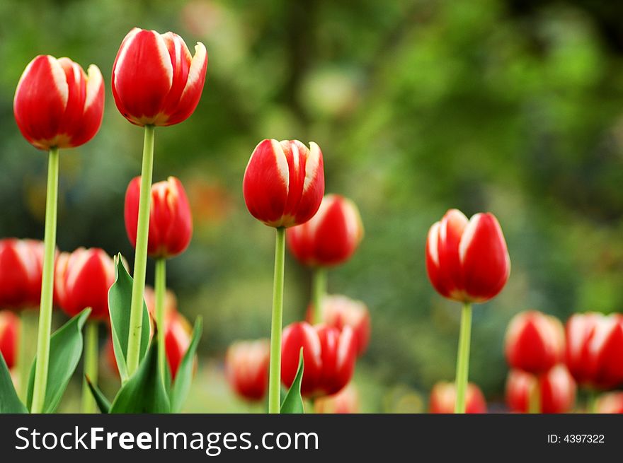 Tulip grows large colorful cup-shaped flower in spring. Tulip grows large colorful cup-shaped flower in spring.