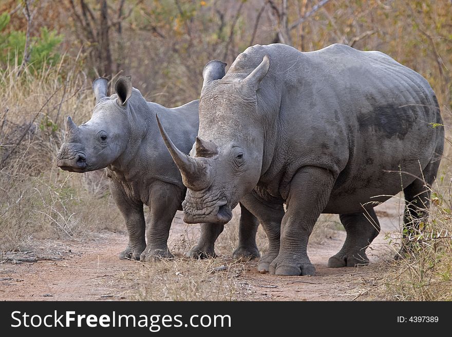 White rhinocerous with calf, Ceratotherium simum standing on a road in typical bushveld.