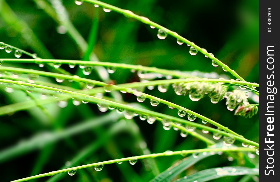 The morning green grass with drops in close up