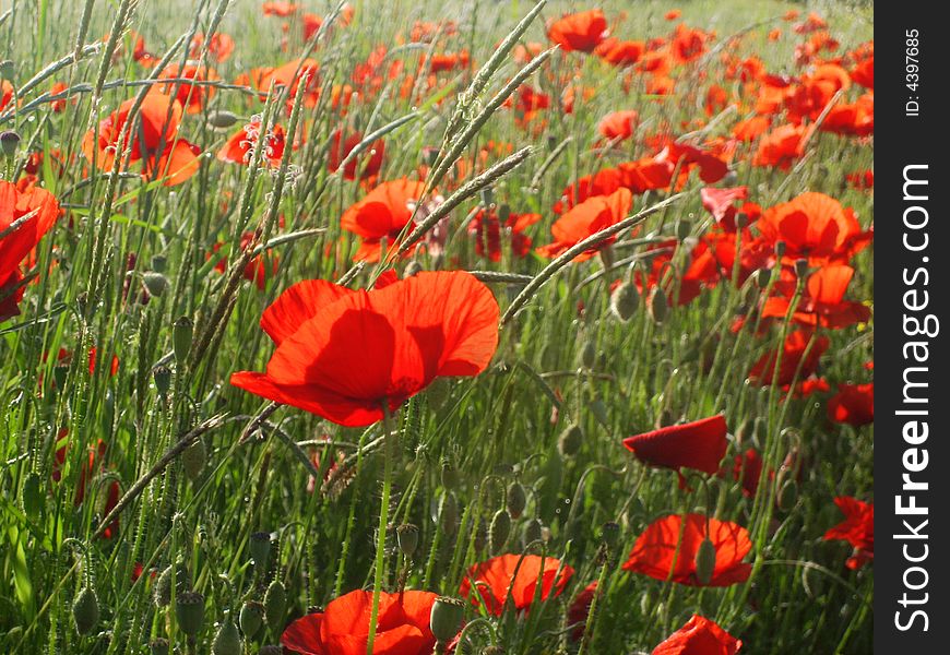 Sunny field with red poppies for background. Sunny field with red poppies for background