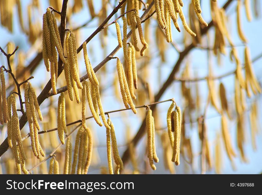 Spring Tree